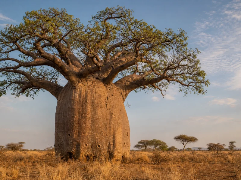 Un majestueux adansonia Baobab dans la savane africaine.