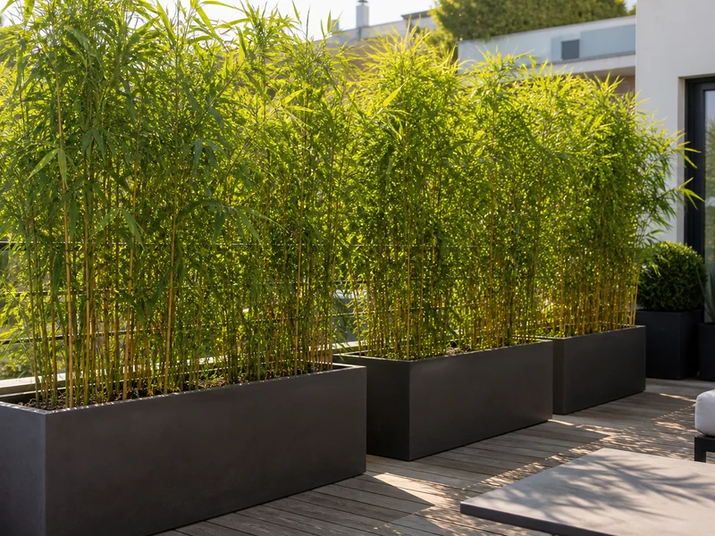 Des bambous en jardinière forment un brise-vue dense sur une terrasse contemporaine.