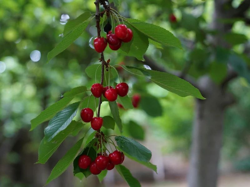 Des bigarreaux cerises mûrs pendent dans un verger en été.