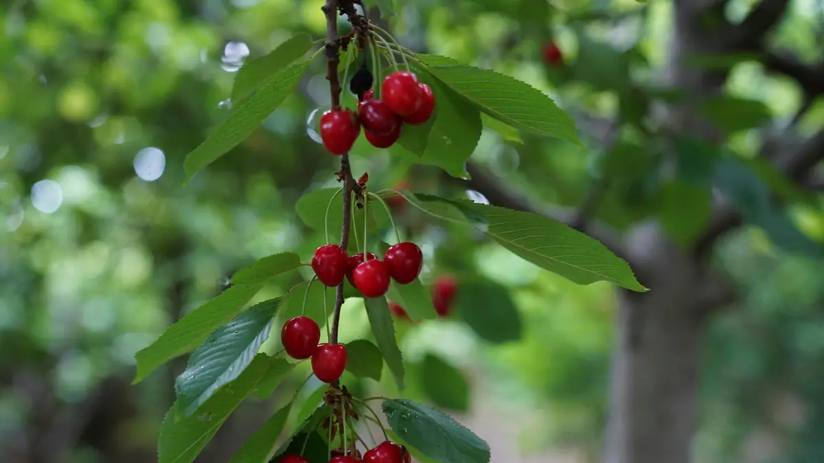 Le sacre du verger : réussir la culture des cerises bigarreaux