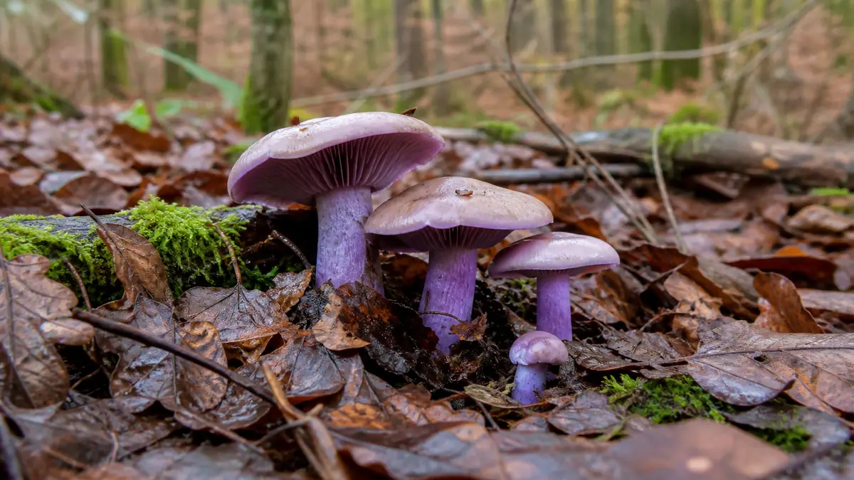 L&rsquo;éclat violet des sous-bois : guide complet sur les champignons pieds bleus