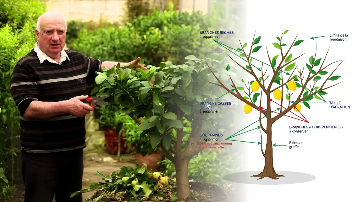 Comment tailler le citronnier : le guide pour de belles récoltes