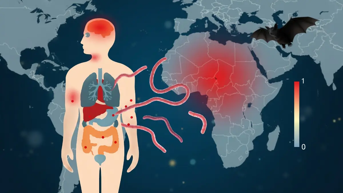L'image représente la propagation de la maladie à virus Ebola d'une chauve-souris vers un corps humain sur une carte du monde