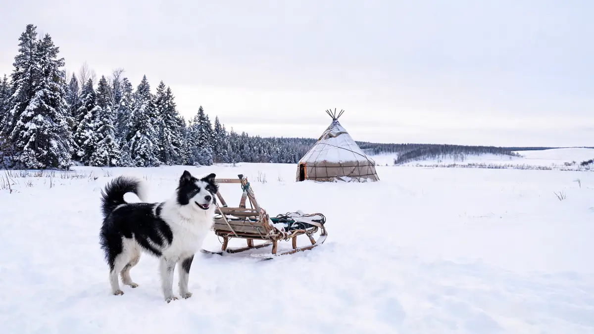 L&rsquo;âme du Grand Nord : renaissance et secrets du Laïka de Iakoutie
