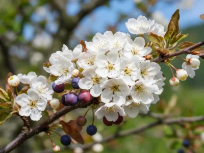 Branche d'amélanchier aux fleurs blanches et baies bleues