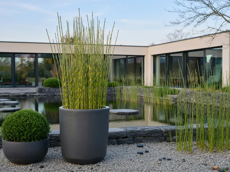 Des prêles du Japon dans de grands pots près d'un bassin dans un jardin moderne