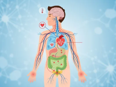 Illustration du système nerveux chez un individu dysautonomique reliant cerveau coeur et organes digestifs