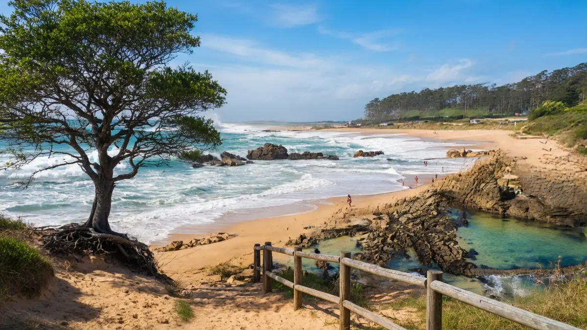Vue panoramique sur la plage de la Paracou avec son arbre solitaire et ses rochers bordant l'océan