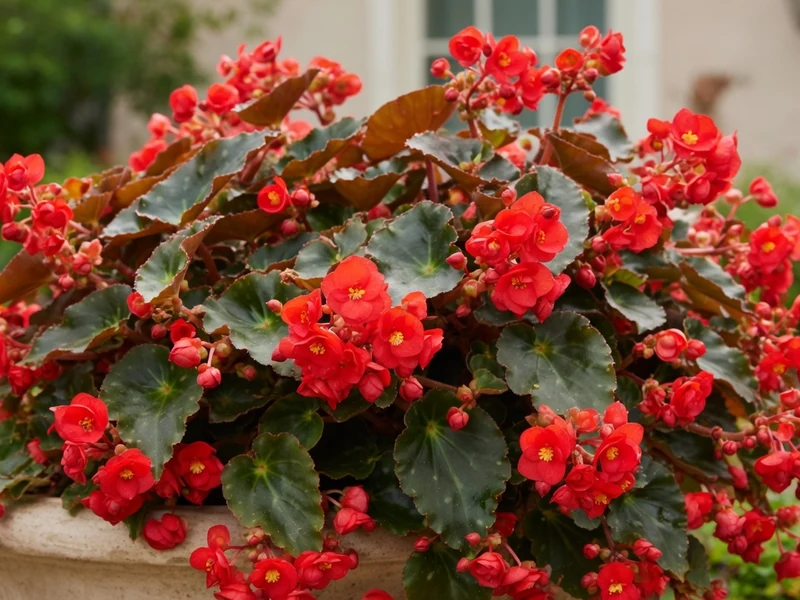 Un bégonia Dragon aux nombreuses fleurs rouges s'épanouit dans un pot en pierre