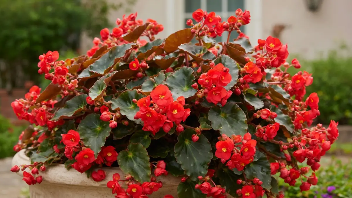 Un bégonia Dragon aux nombreuses fleurs rouges s'épanouit dans un pot en pierre