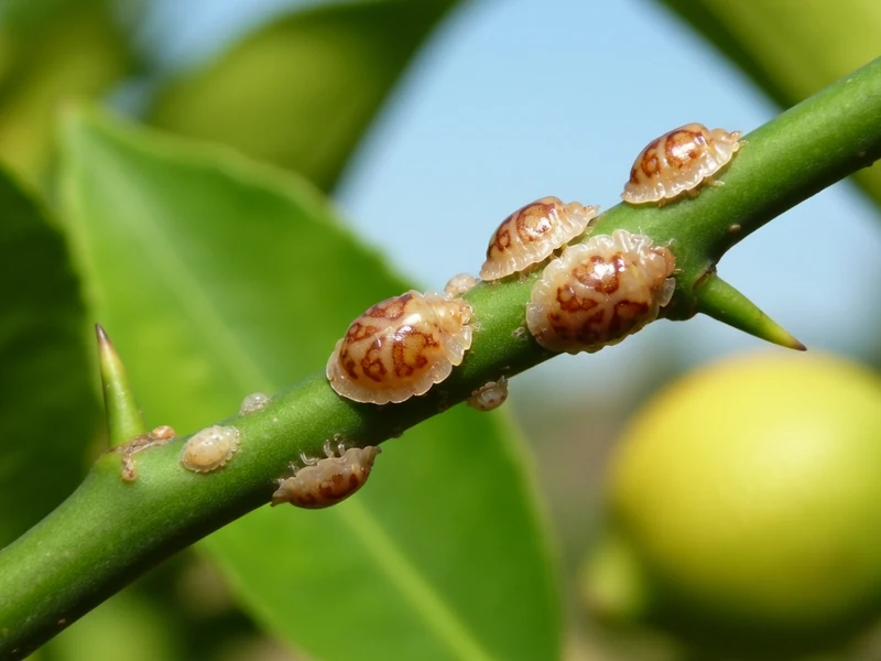 Branche de citronnier cochenille couverte de cochenilles brunes près d'un agrume vert