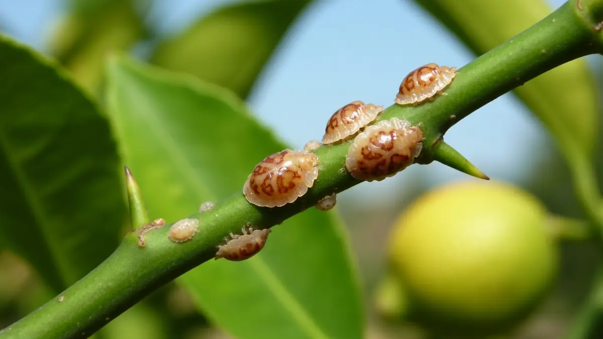 Le citronnier face aux cochenilles : comment protéger vos agrumes de ce fléau cotonneux