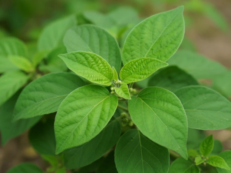 Gros plan sur les feuilles vertes du gymnema sylvestre