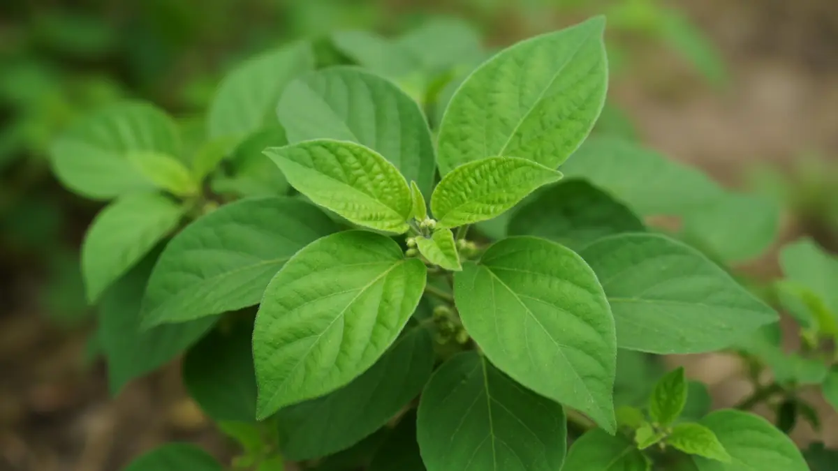 Gros plan sur les feuilles vertes du gymnema sylvestre