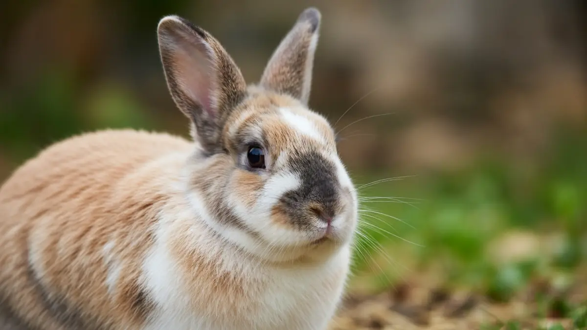 Un lapin domestique au pelage beige et blanc observe sur le côté en gros plan