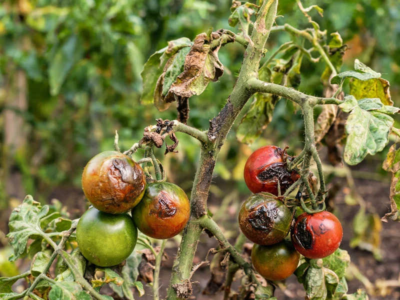 Plante de tomates avec mildiou sur les tomates et des fruits tachés de noir