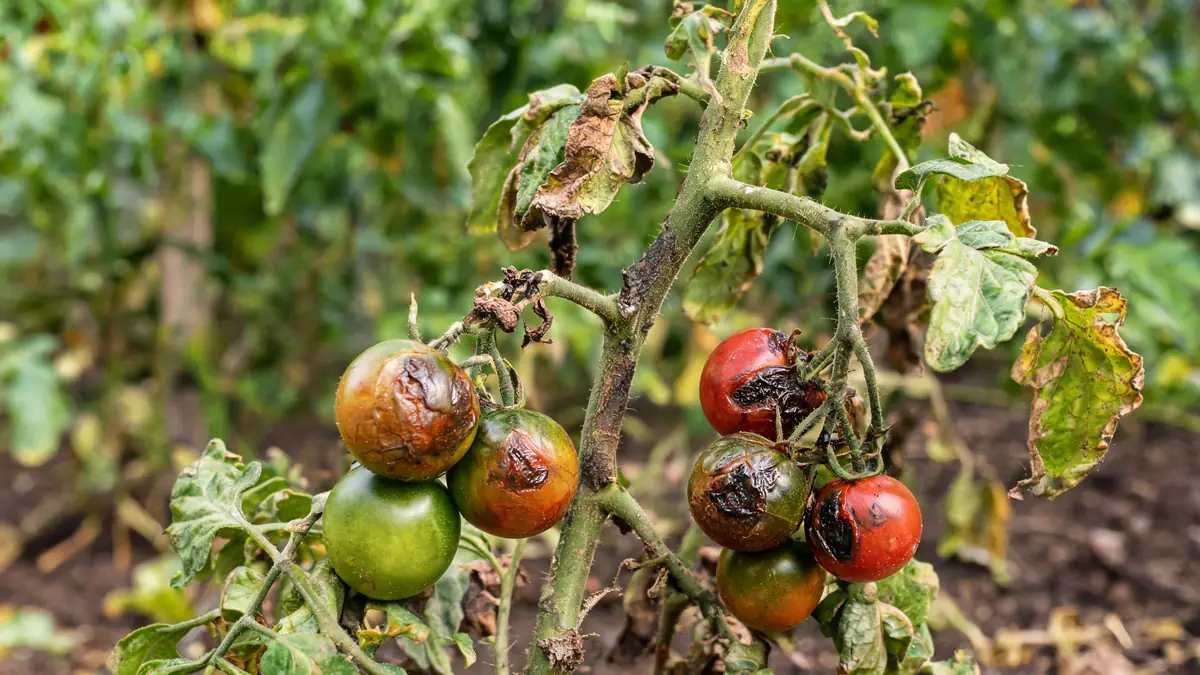 Le mildiou sur les tomates : stratégies et solutions contre ce fléau foudroyant