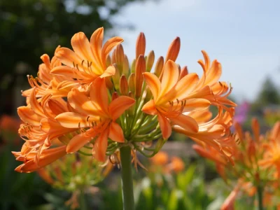 Une agapanthe orange aux fleurs vives en bouquet dans un jardin ensoleillé