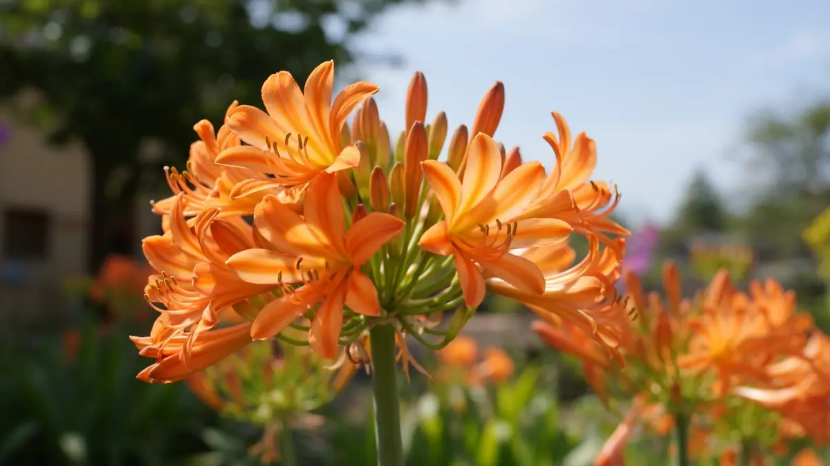 Une agapanthe orange aux fleurs vives en bouquet dans un jardin ensoleillé