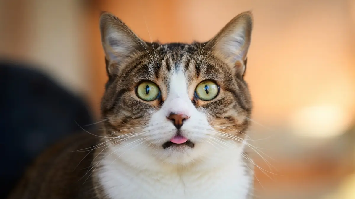 Un chat trisomique aux yeux verts écarquillés tire la langue
