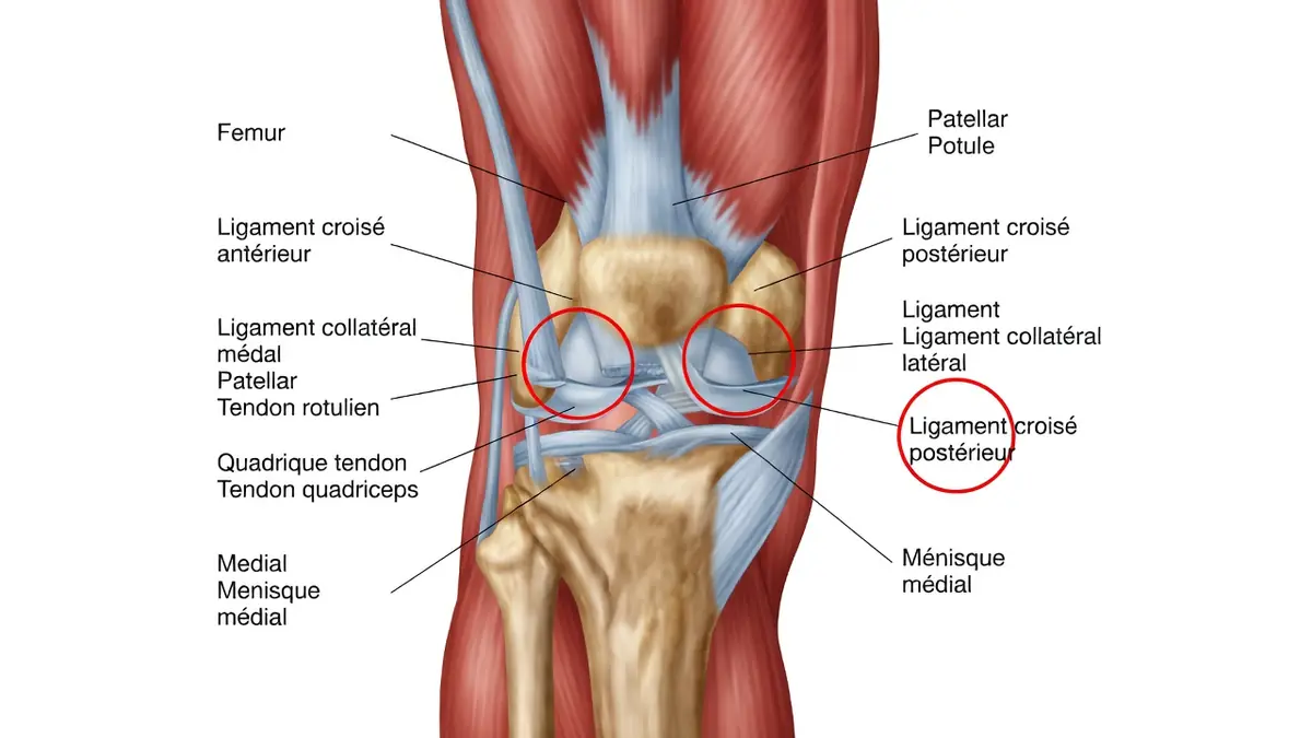 Illustration éditoriale de l'article : ligaments genou.