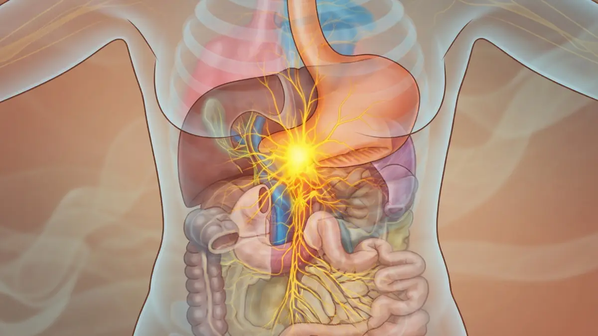 Vue anatomique montrant le plexus solaire rayonnant au centre de l'abdomen parmi les organes internes