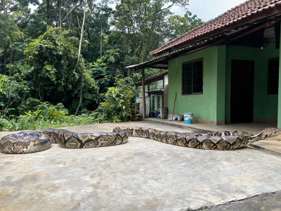 Un python réticulé s'étire sur une surface en béton devant une maison verte avec une forêt en arrière-plan