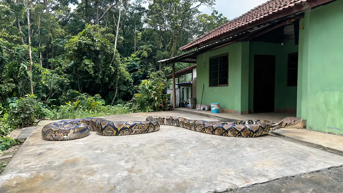 Un python réticulé s'étire sur une surface en béton devant une maison verte avec une forêt en arrière-plan