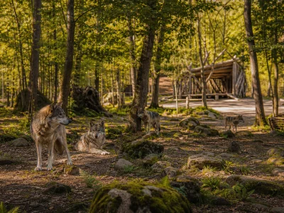 Des loups évoluent dans la forêt de Légendia parc.