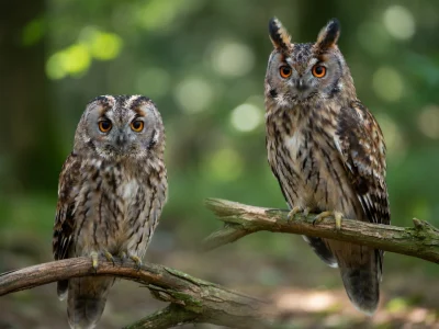 Deux oiseaux de nuit sur une branche illustrent la différence entre chouette et hibou