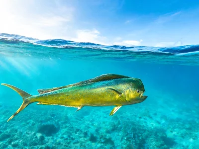 Une daurade coryphène aux reflets dorés et bleus traverse les eaux turquoise illuminées par le soleil