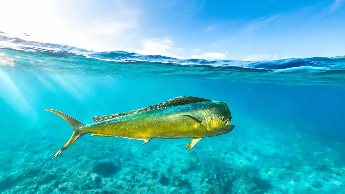 Mahi-mahi : le fulgurant destin de la daurade coryphène