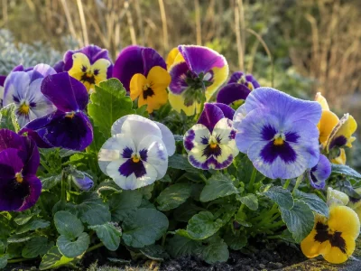 Des fleurs de pensée colorées illuminent une jardinière d’hiver.