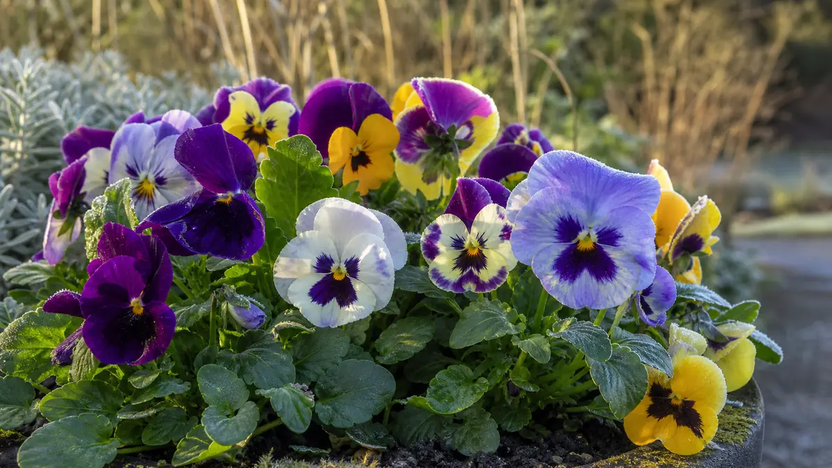 L&rsquo;éclat hivernal des fleurs de pensée : de la botanique à la gastronomie