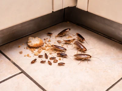 Des cafards dans la maison se trouvent sur le carrelage près de miettes de pain