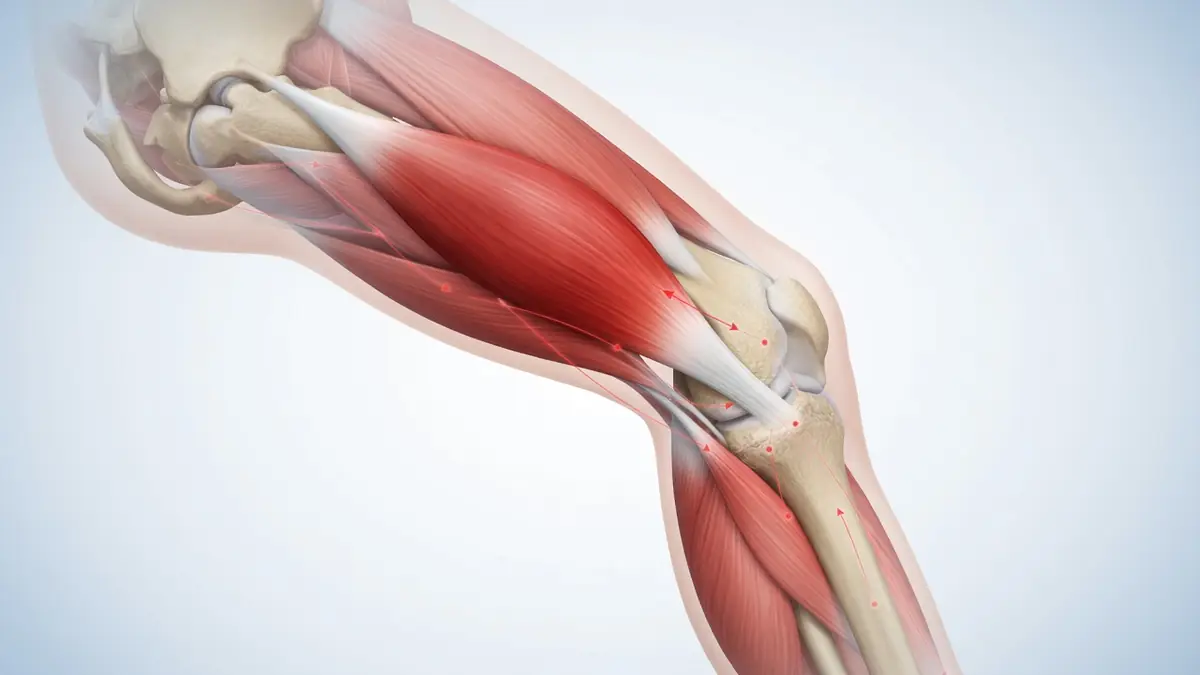 Illustration anatomique du muscle soléaire dans la jambe humaine