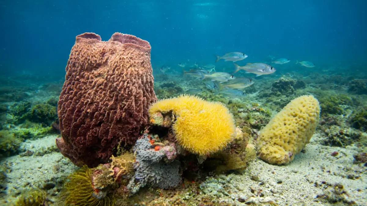 Un trésor vivant des océans : les secrets de l’éponge de la Mer