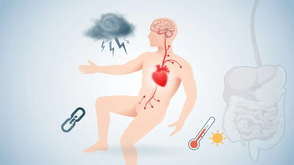 Le schéma représente les causes des malaises vagaux par les interactions entre le cerveau, le cœur et le tube digestif.